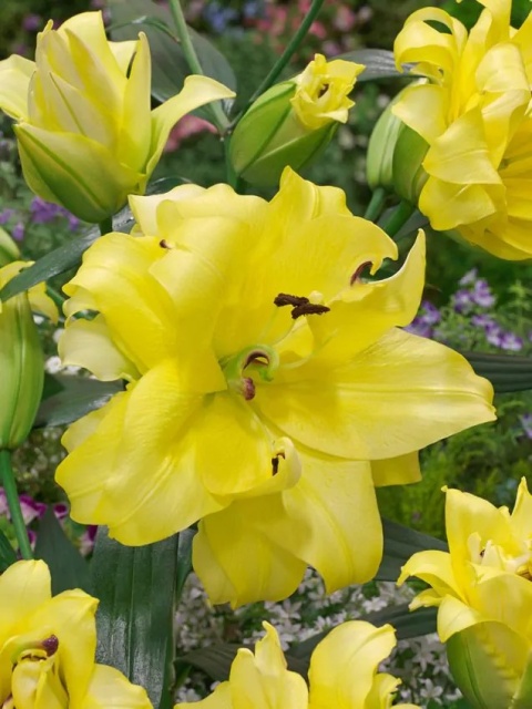 Lilia Exotic sun
