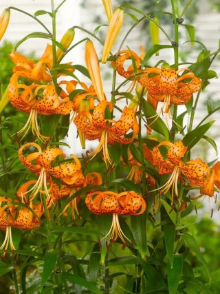 Lilia Henryi