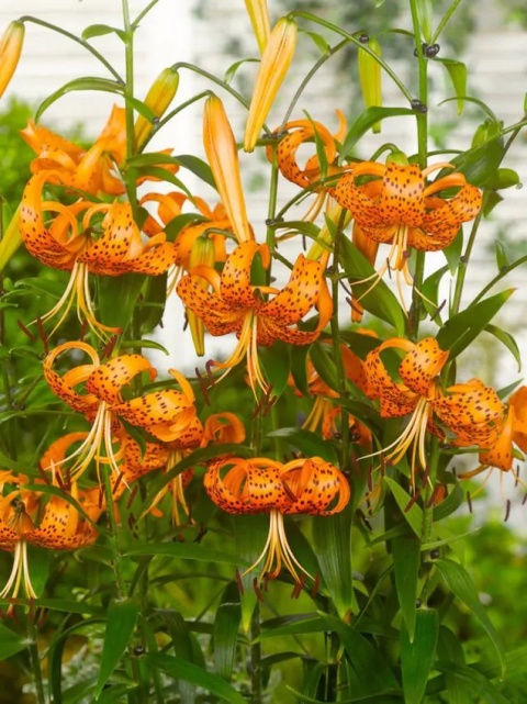 Lilia Henryi