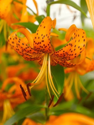 Lilia Henryi