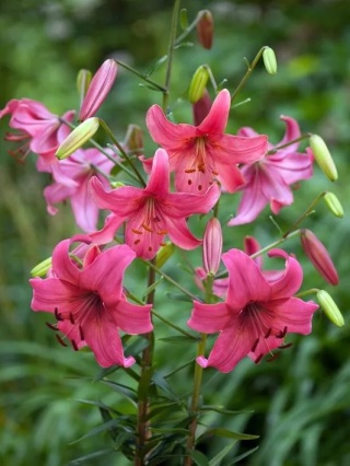 Lilia Pink flight