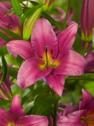 Lilia Purple prince