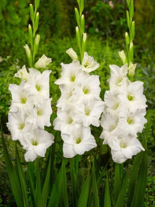 Mieczyk Ivory priscilla