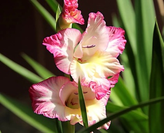 Mieczyk Priscilla