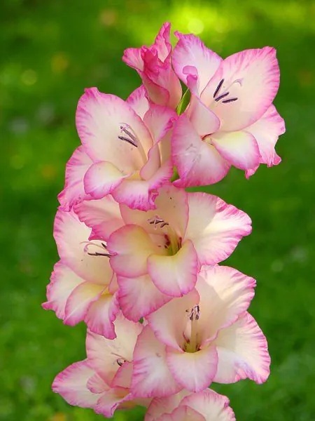 Mieczyk Priscilla