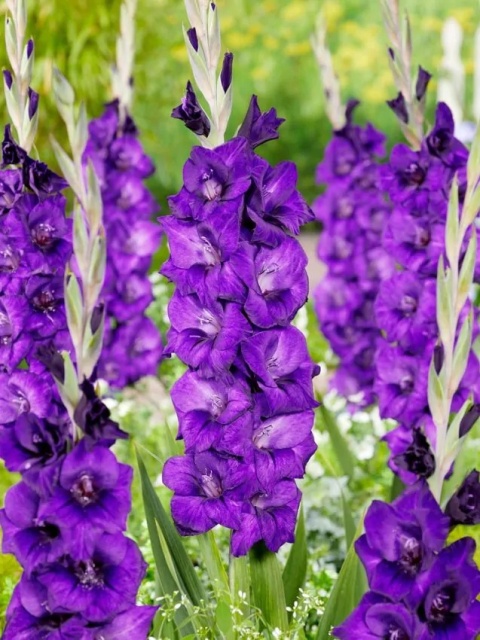 Mieczyk Purple flora
