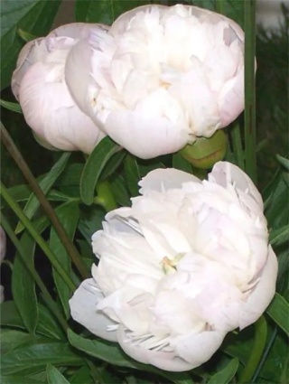 Piwonia alba plena
