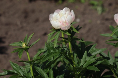 Piwonia alba plena
