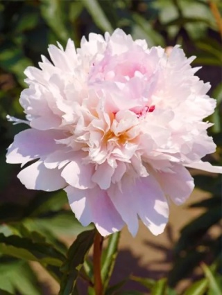 Piwonia alertie