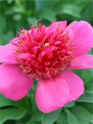 Piwonia anemoniflora
