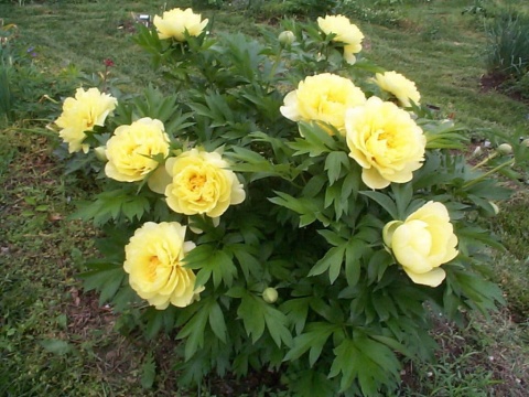 Piwonia bartzella
