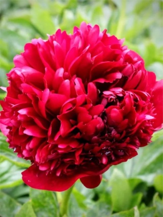Piwonia belgravia
