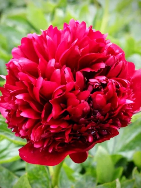 Piwonia belgravia