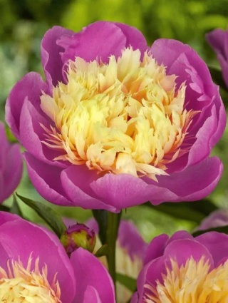 Piwonia bowl of beauty