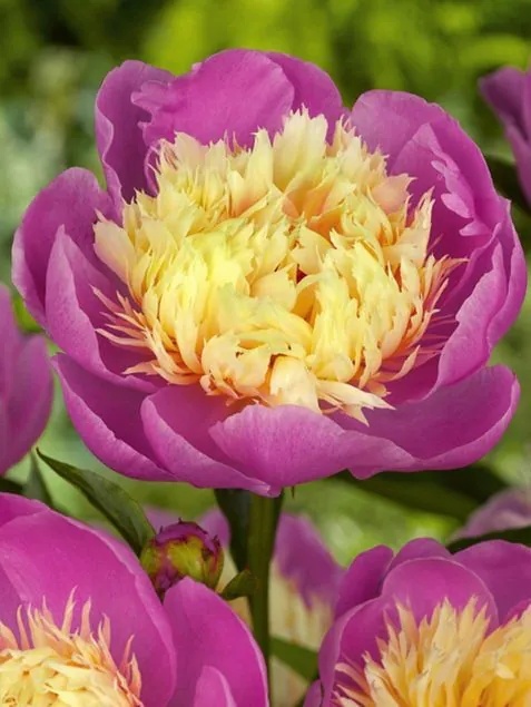 Piwonia bowl of beauty