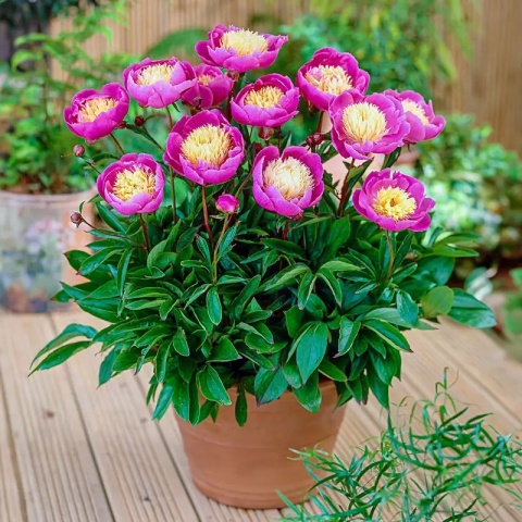 Piwonia bowl of beauty