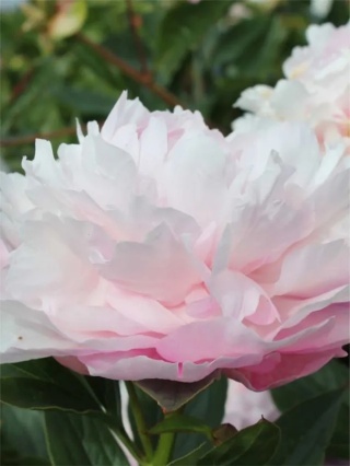 Piwonia catharina fontijn