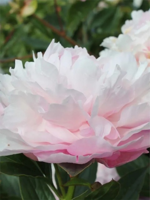 Piwonia catharina fontijn