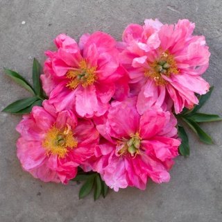 Piwonia cytherea