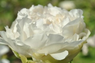 Piwonia duchesse de nemours