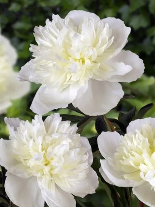 Piwonia duchesse de nemours