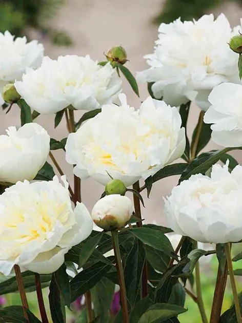 Piwonia duchesse de nemours