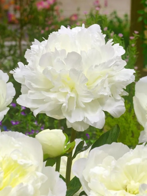 Piwonia duchesse de nemours