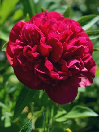 Piwonia eliza lundy