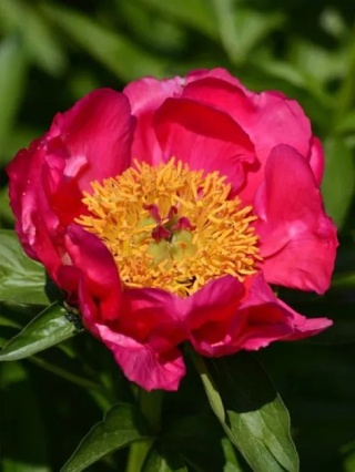 Piwonia flame