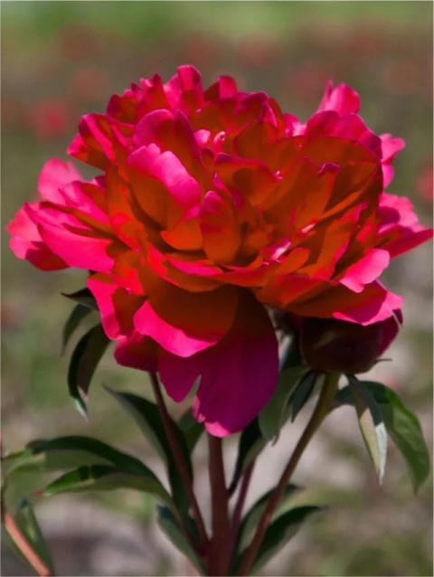 Piwonia garden glory