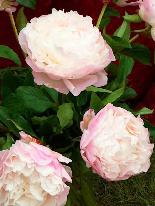 Piwonia gardenia