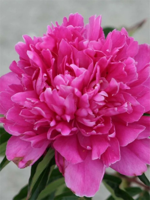 Piwonia general macmahon