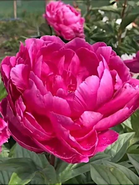 Piwonia jadwiga lact.