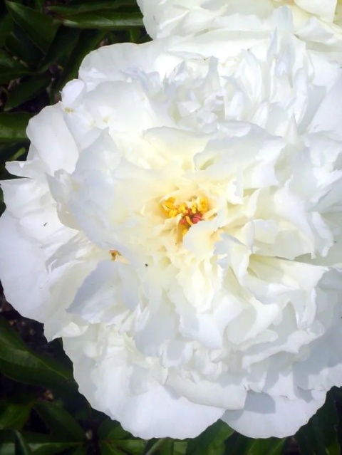 Piwonia kelways glorious