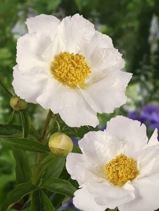 Piwonia krinkled white lact