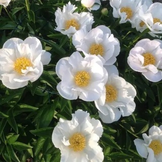 Piwonia krinkled white lact