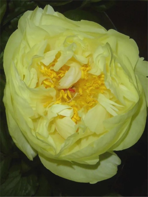Piwonia lemon chiffon