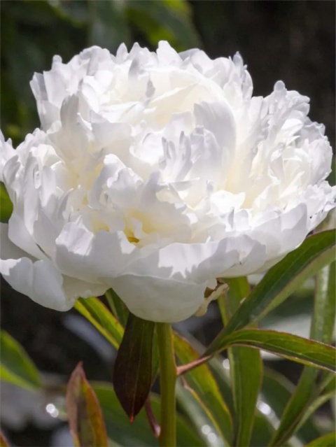 Piwonia madame claude tain lactiflora
