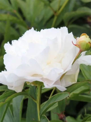 Piwonia moonstone