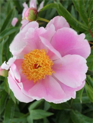 Piwonia nymphe lactiflora