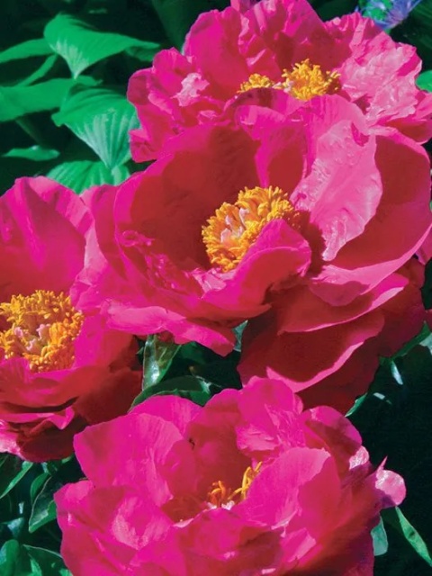 Piwonia paula fay