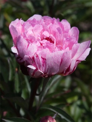 Piwonia pietertje vriend