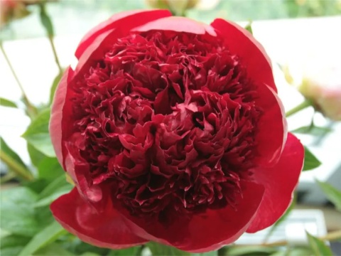 Piwonia red charm