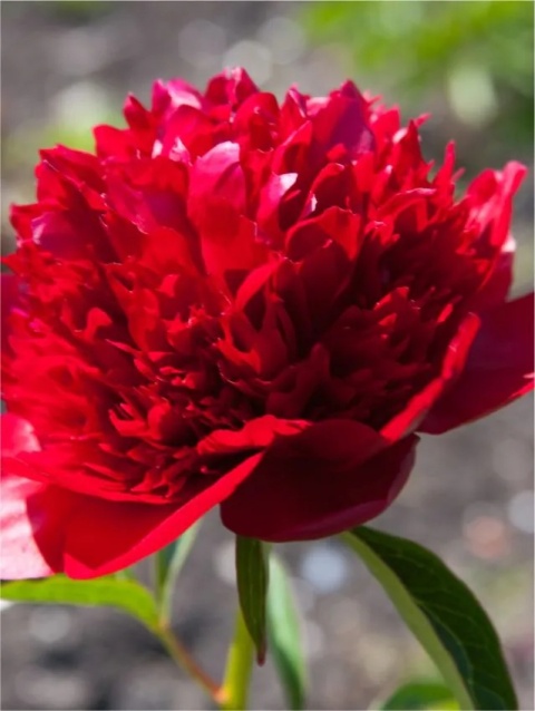 Piwonia red charm