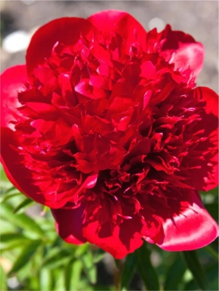 Piwonia red charm