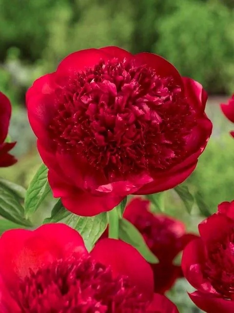 Piwonia red charm