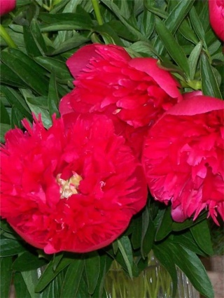 Piwonia rosea plena