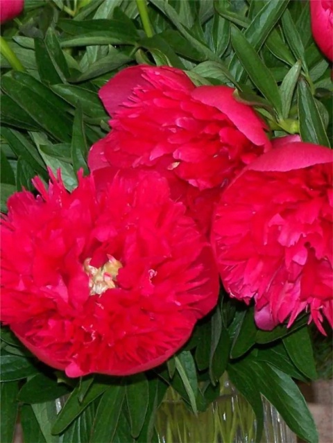 Piwonia rosea plena