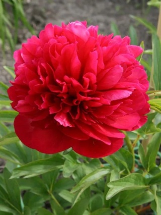Piwonia rubra plena