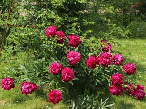Piwonia rubra plena